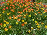 rotgestreifte und gelbe Tulpen gemischt