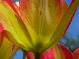 Tulipa grengiolensis forma omnino rubra; typische Färbung