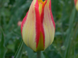 Tulipa grengiolensis forma rubra variegata