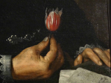 Tulpe als Symbol für Reichtum, Hieronymus Müller