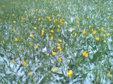 Tulpen im Schnee (15. Mai 2015)