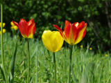 Gelbe und rotgestreifte Tulpen