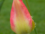 Tulpe mit Morgentau