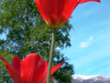 Tulipa grengiolensis forma omnino rubra