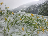 Tulpen im Schnee (15. Mai 2015)